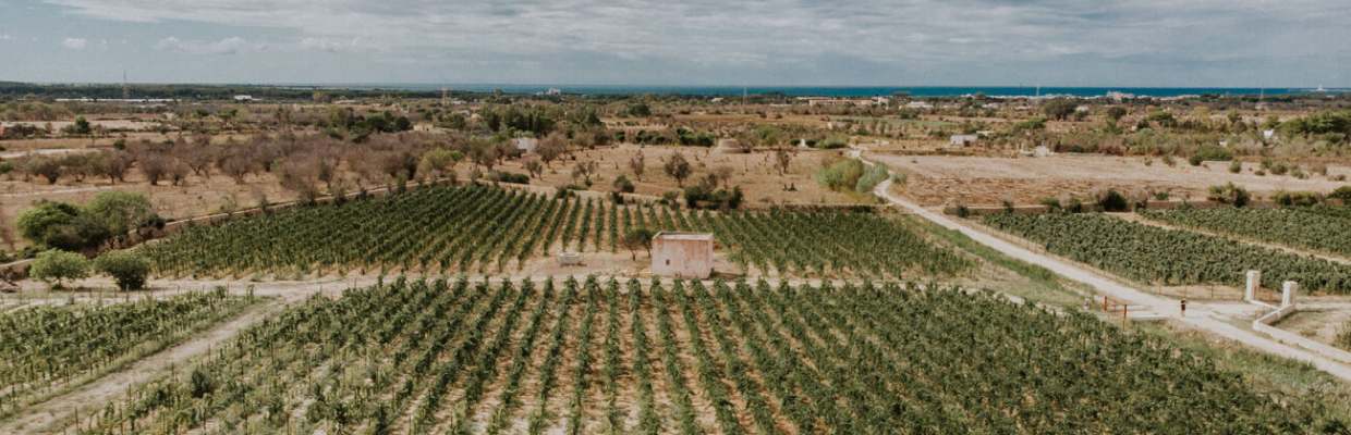 Tenuta Liliana