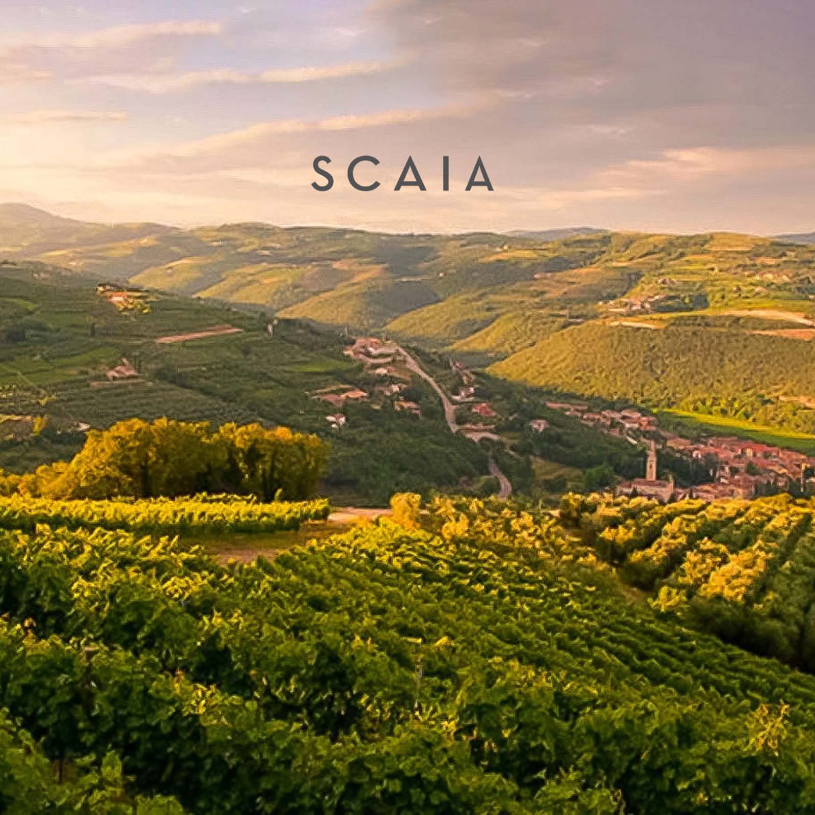 6er-Sparpaket Scaia Bianco 2025