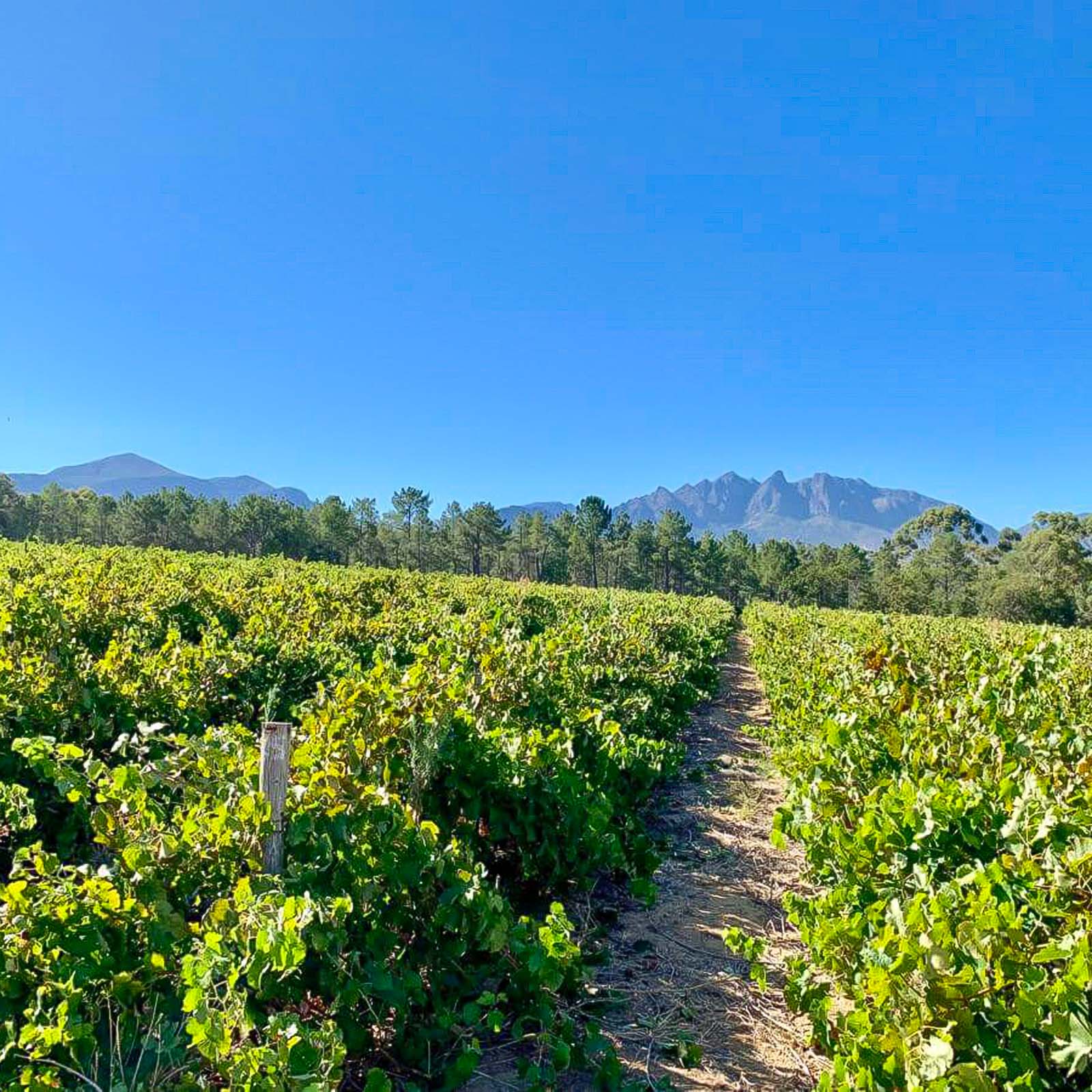 5+1 Sparpaket Syrah 2020 Owner's Blend