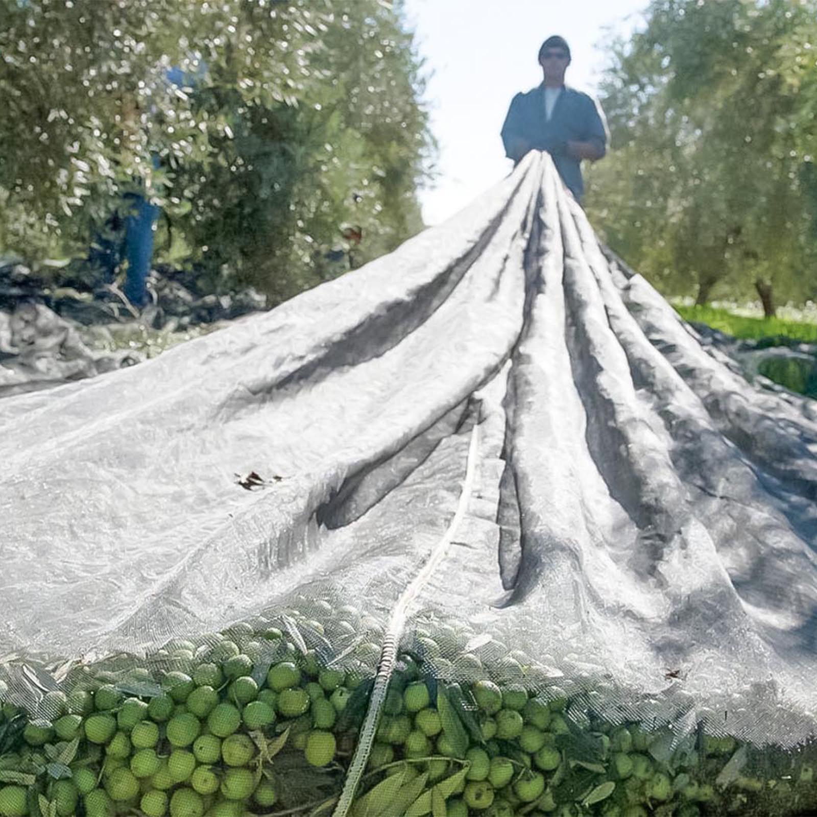 3 L Olivenöl Extra Vergine Sicilia 2024 Bio