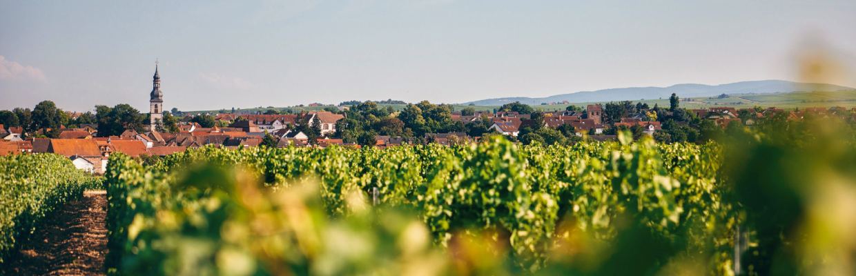 Weingut Hammel