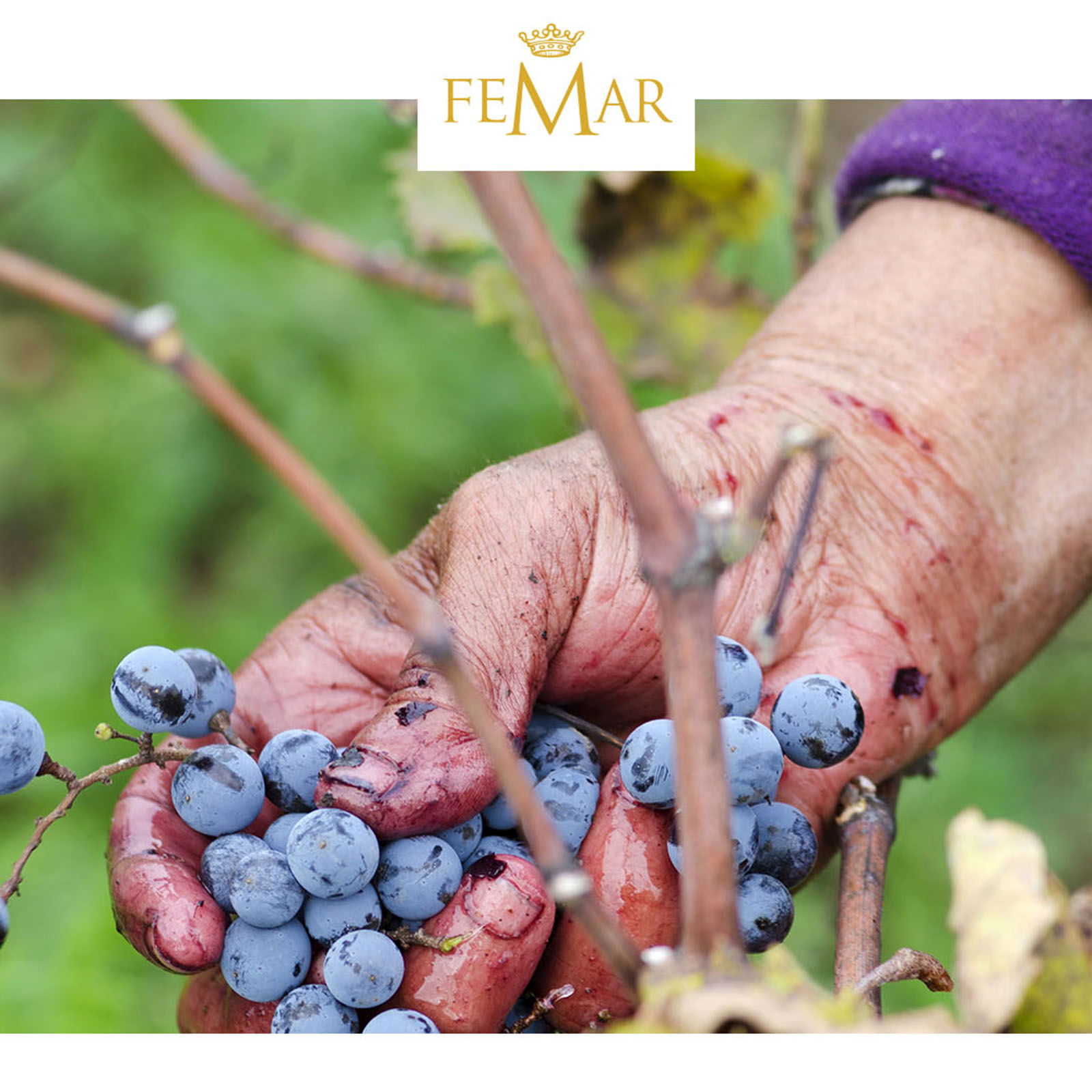 6er-Sparpaket Gran Appasso 2023 X-Mas 6er-Sparpaket Gran Appasso 2023 X-Mas