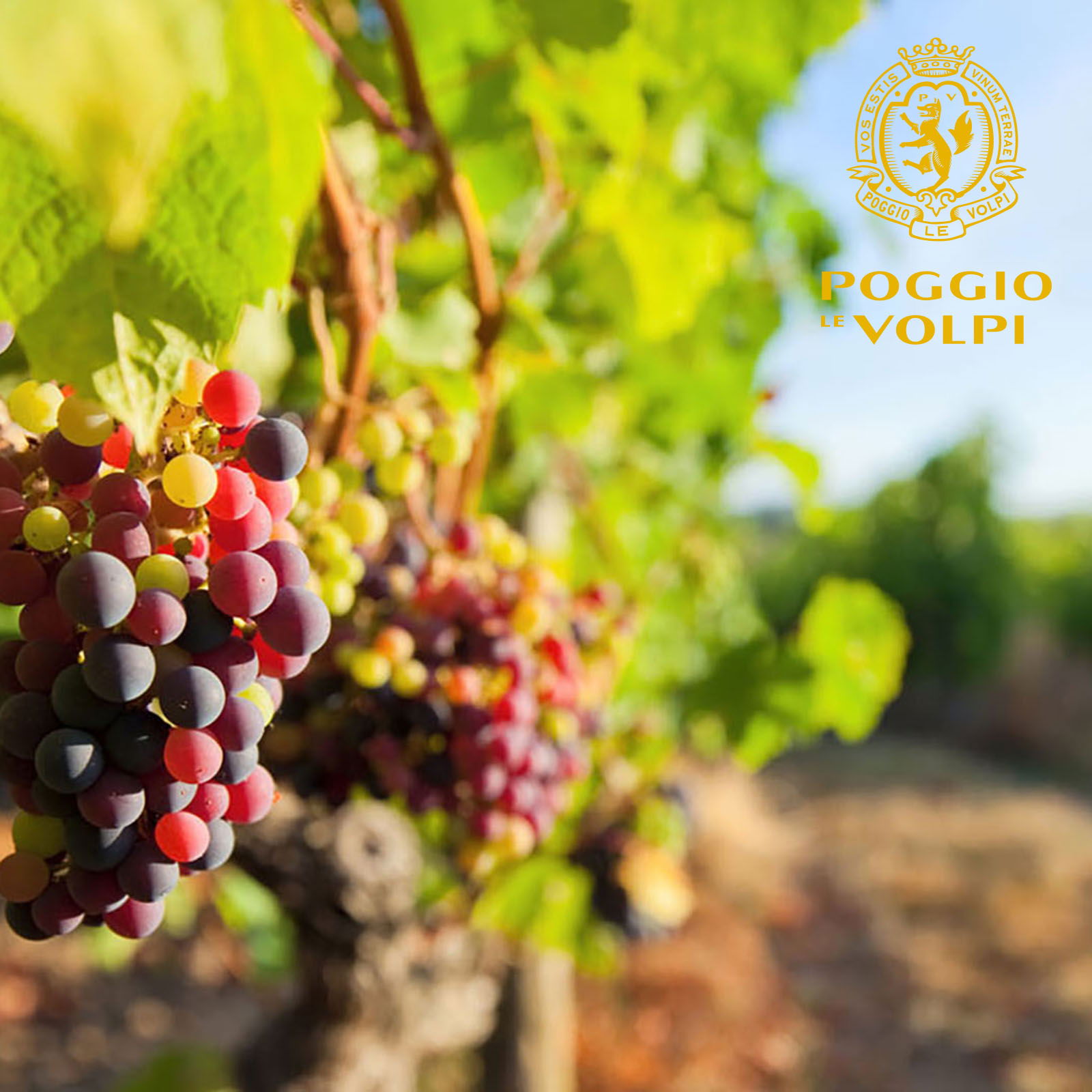 Barcaccia Bianco 2022 Barcaccia Bianco 2022