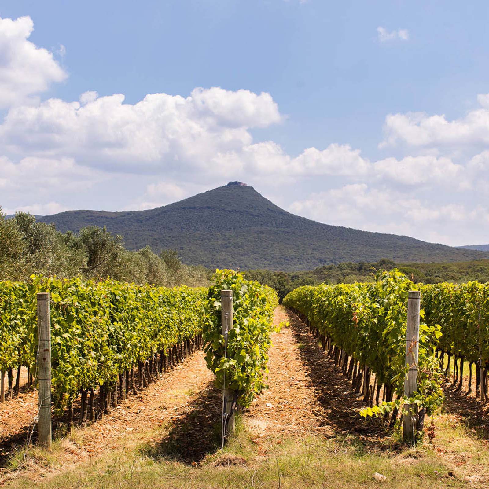  Vermentino Toscana 2023 Bianco di Orma