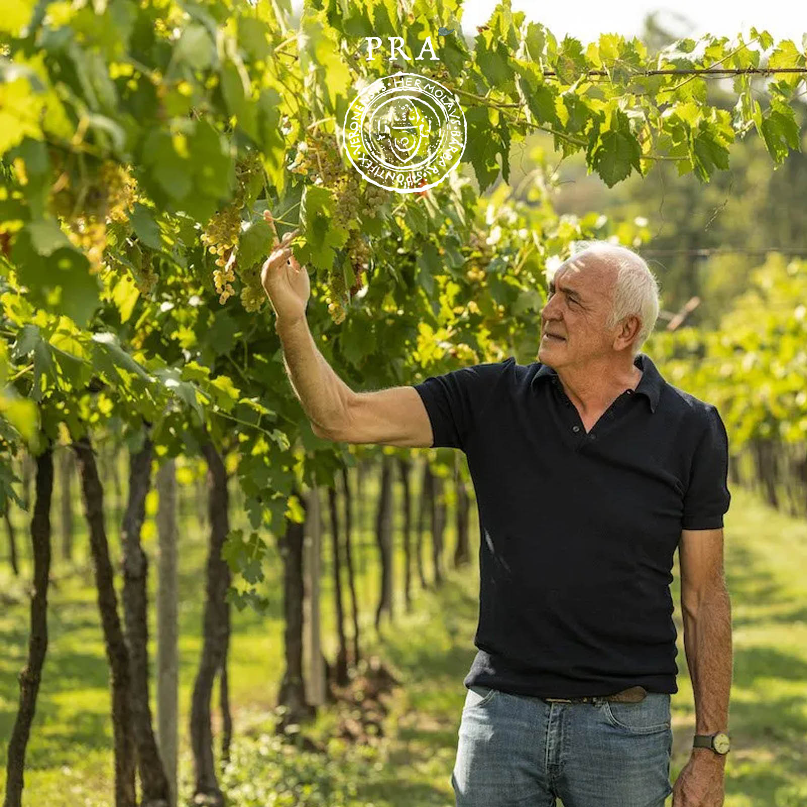 Soave 2025 Otto Bio