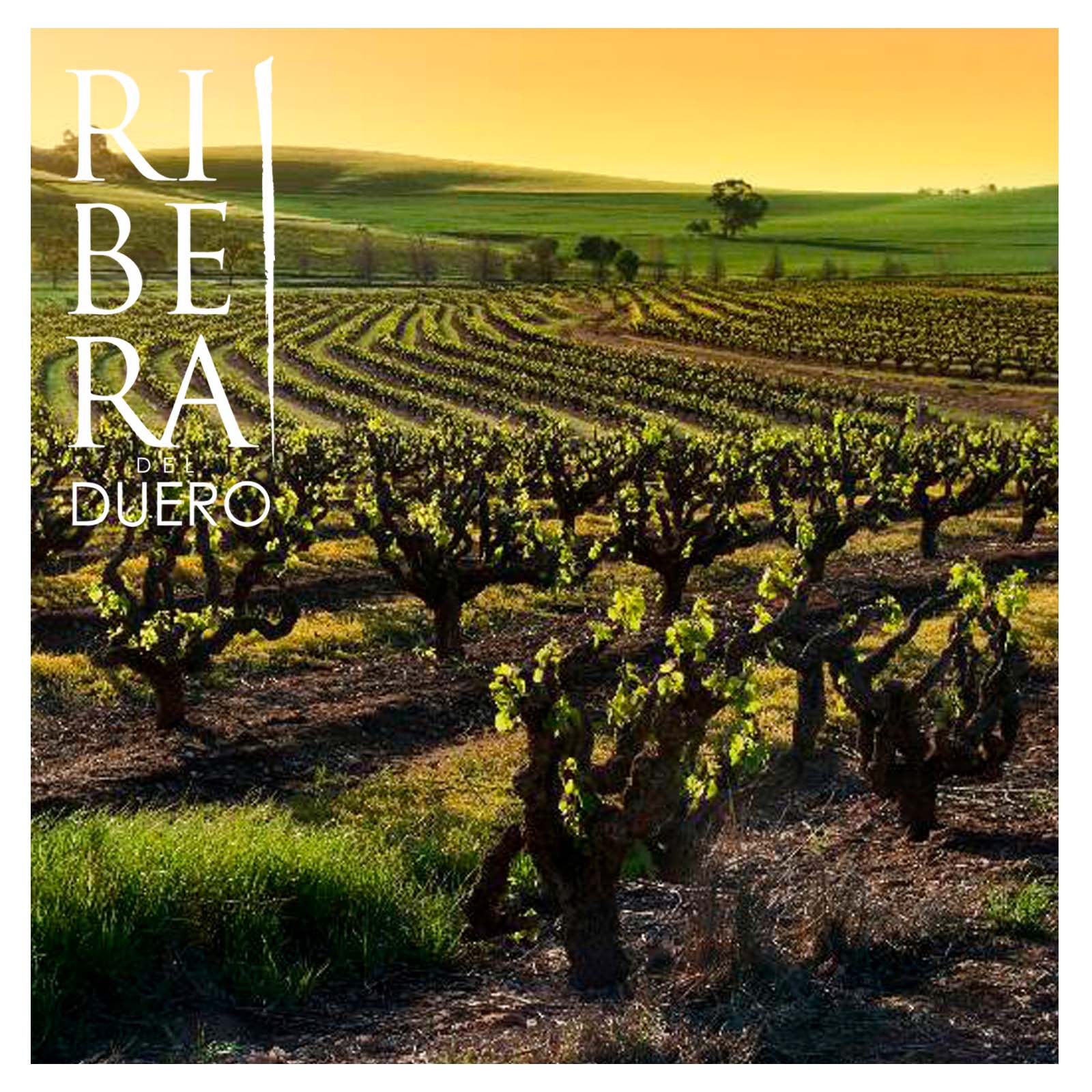 6er-Sparpaket Tempranillo 2023 Emilio Moro