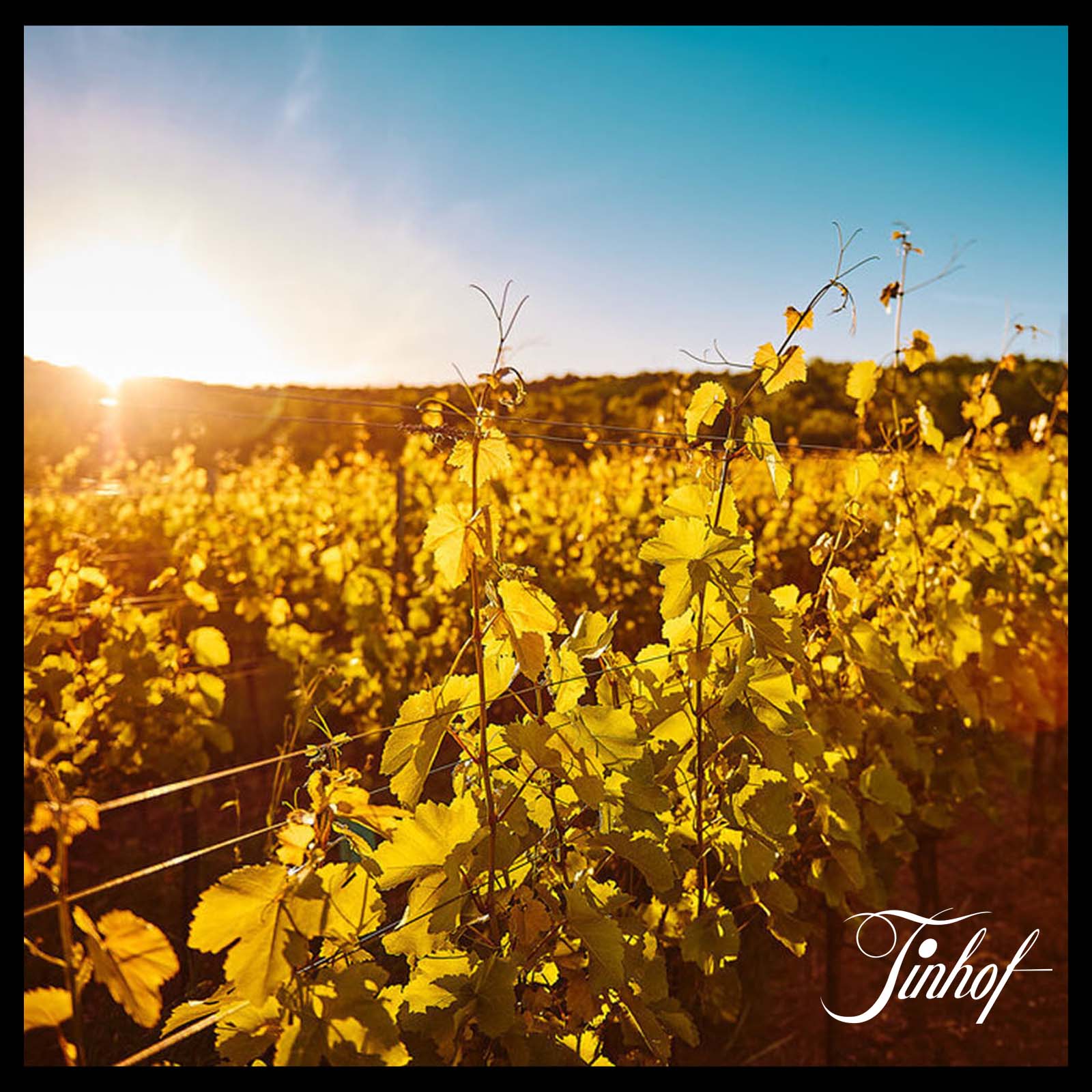 Weißburgunder 2020 Ried Golden Erd Bio