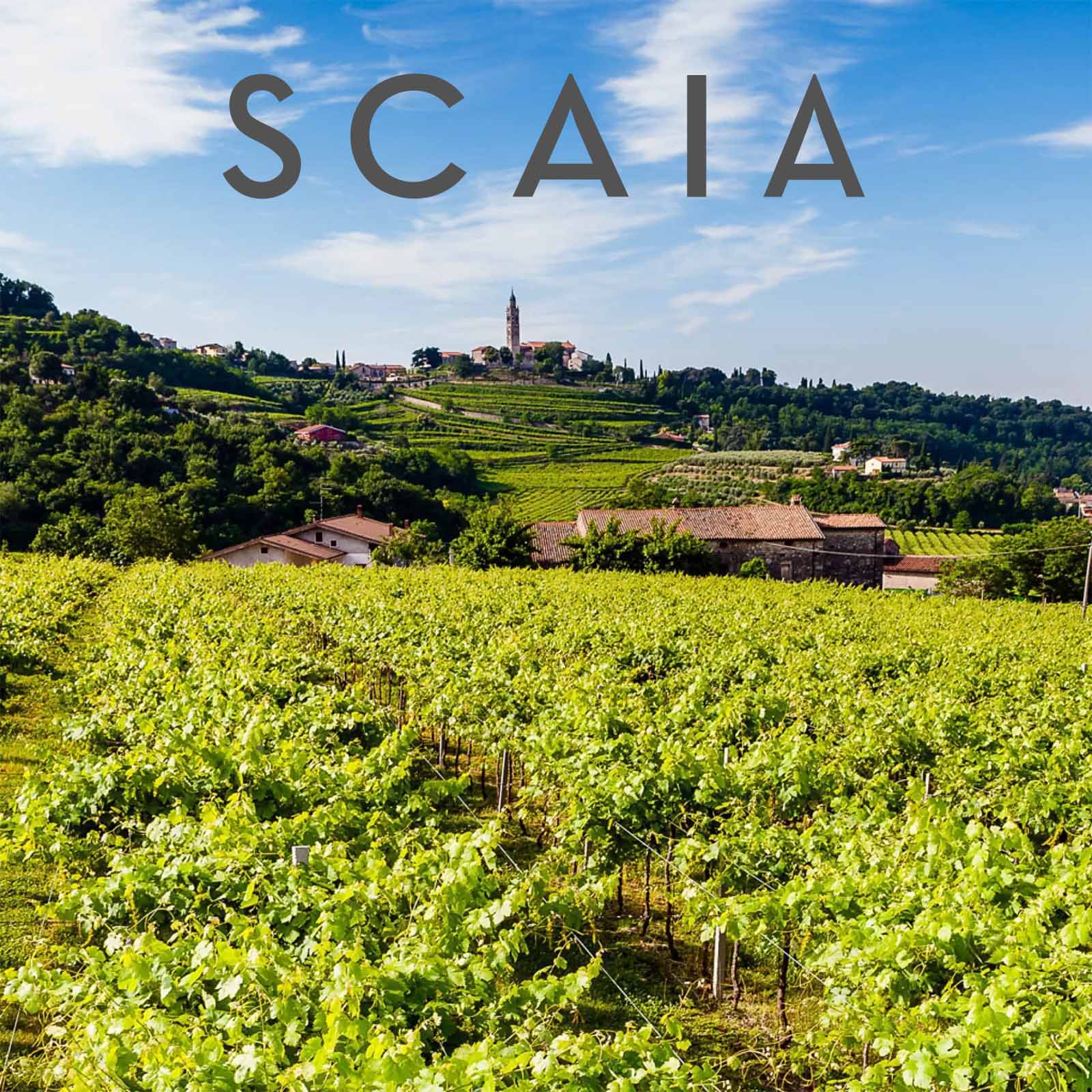 6er-Sparpaket Scaia Bianco 2024