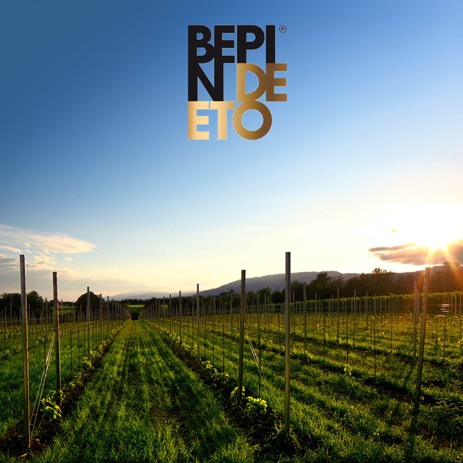 6er-Sparpaket Spumante Rosato 2025 Flavé Brut