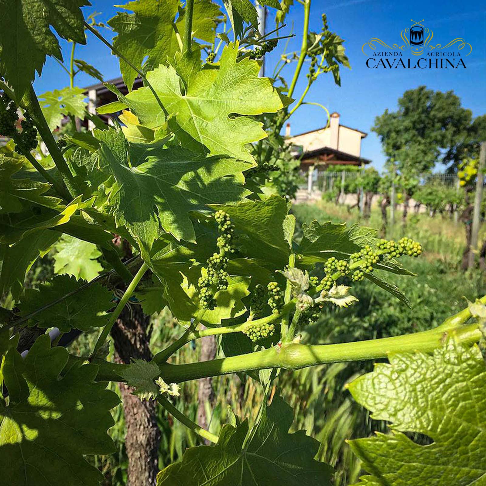 Custoza Superiore 2024 Amedeo