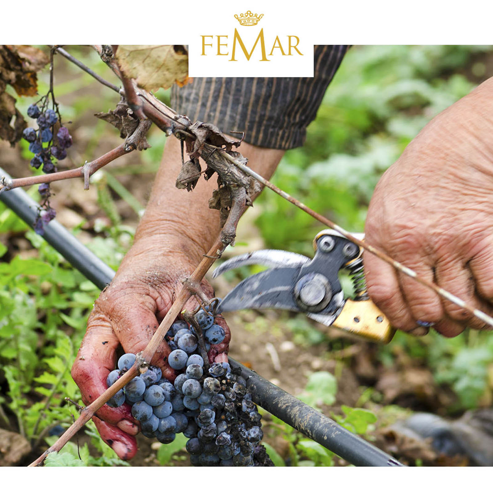 Primitivo 2023 Gran Appasso