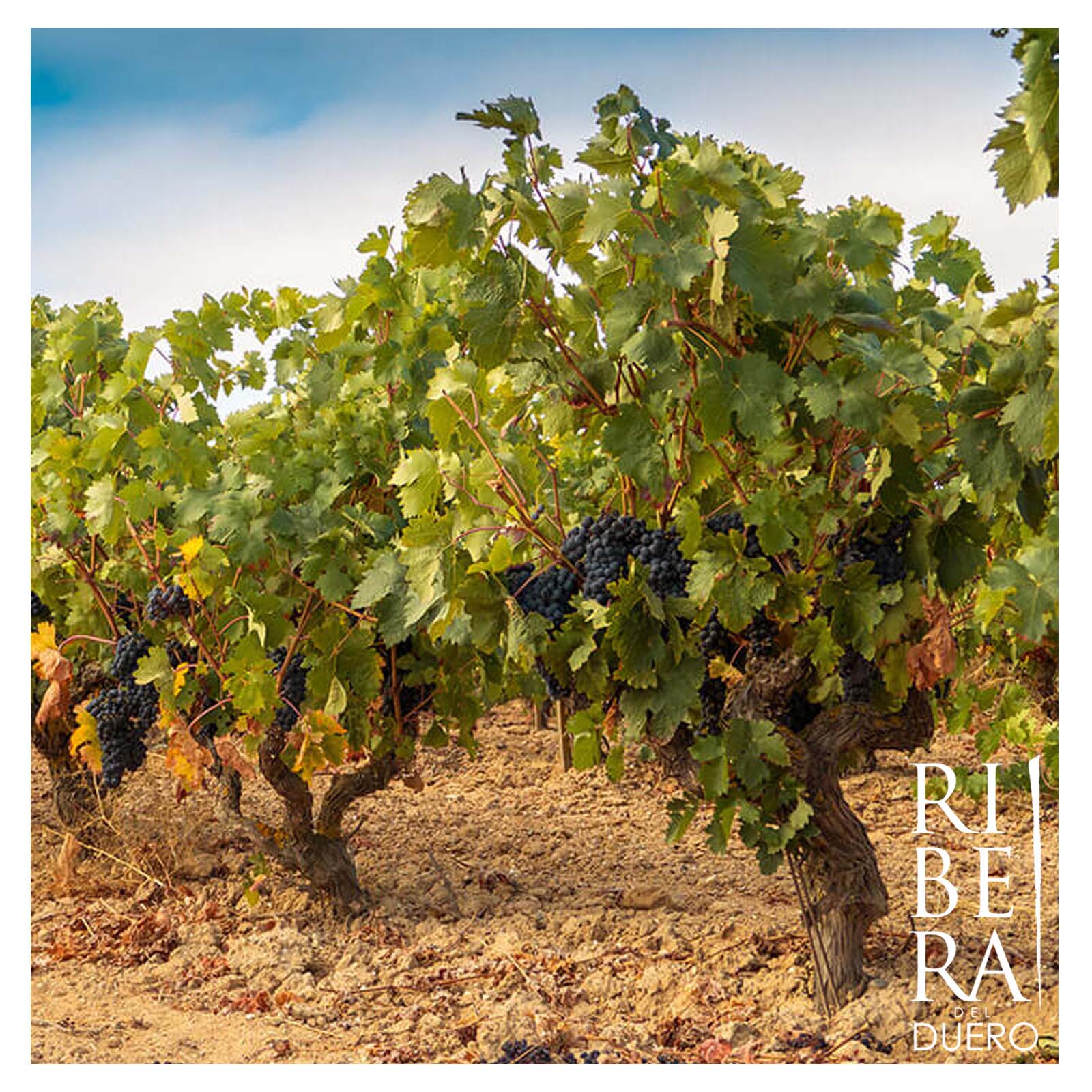 6er-Sparpaket Tempranillo 2022 Vendimia Seleccionada