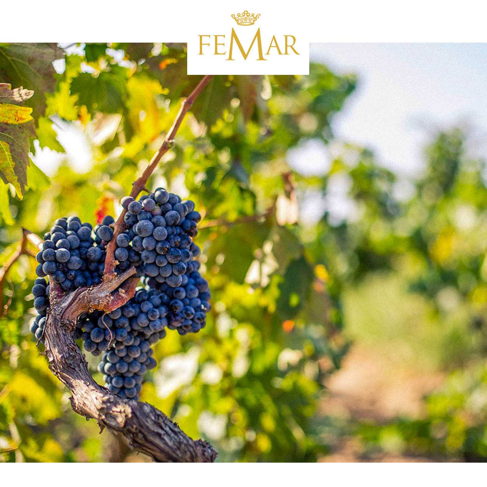 6er-Sparpaket Primitivo 2022 Gran Appasso Collezione