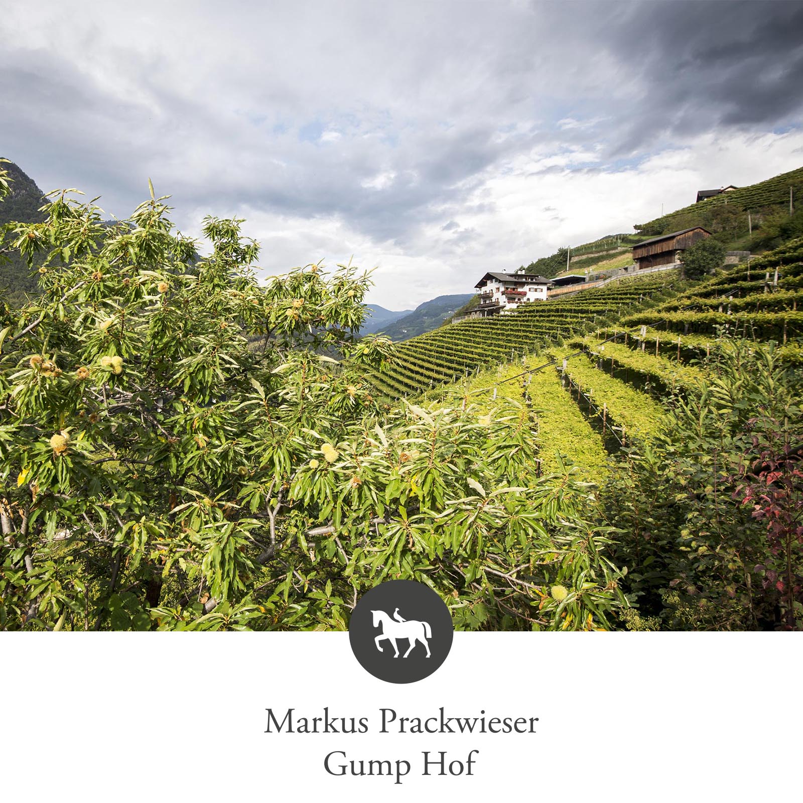 Sauvignon Blanc 2024 Praesulis