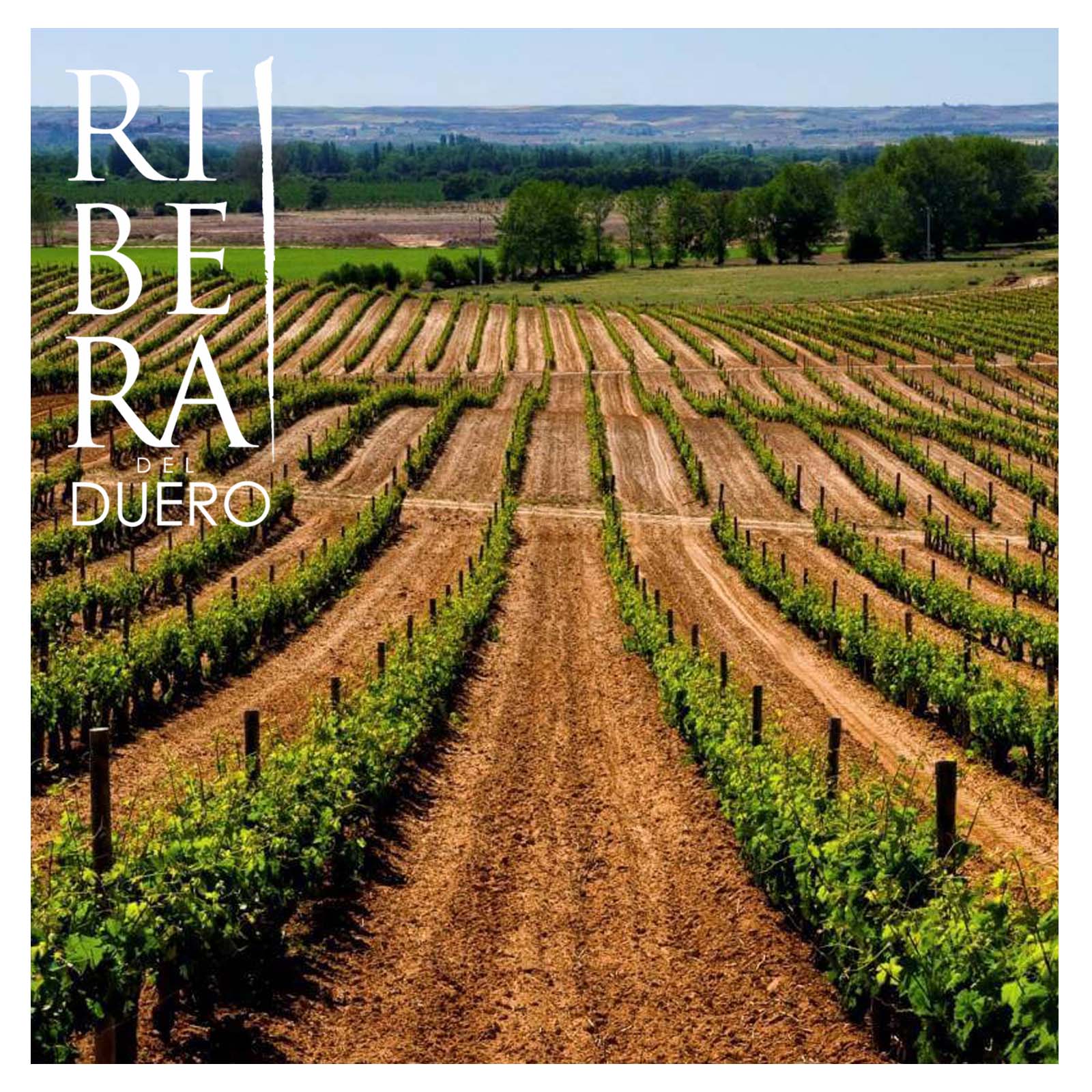 Tempranillo 2024 Finca Resalso
