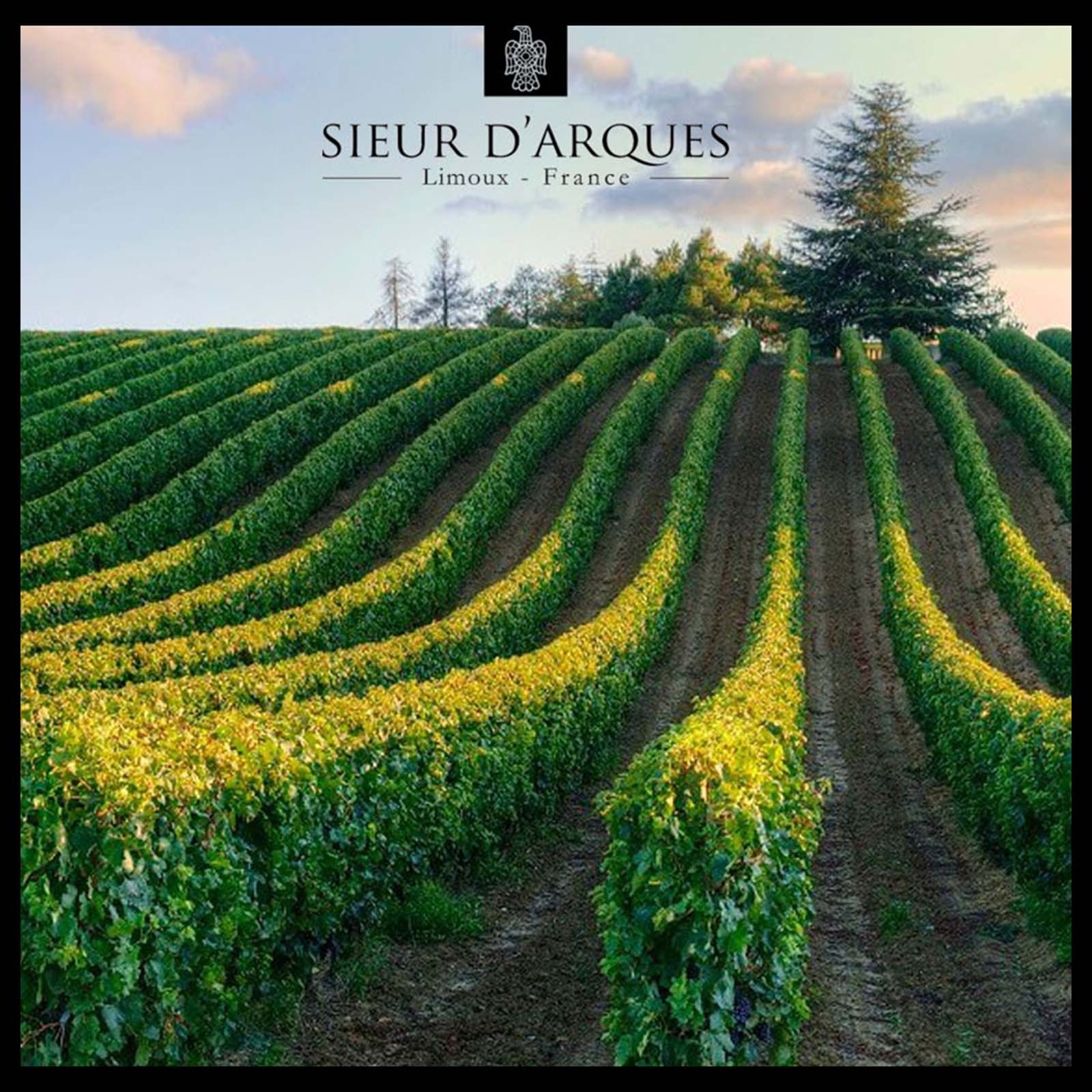 9er-Sparpaket Crémant de Limoux Rosé Grande Cuvée 1531 Brut