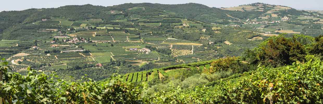 Le Guaite