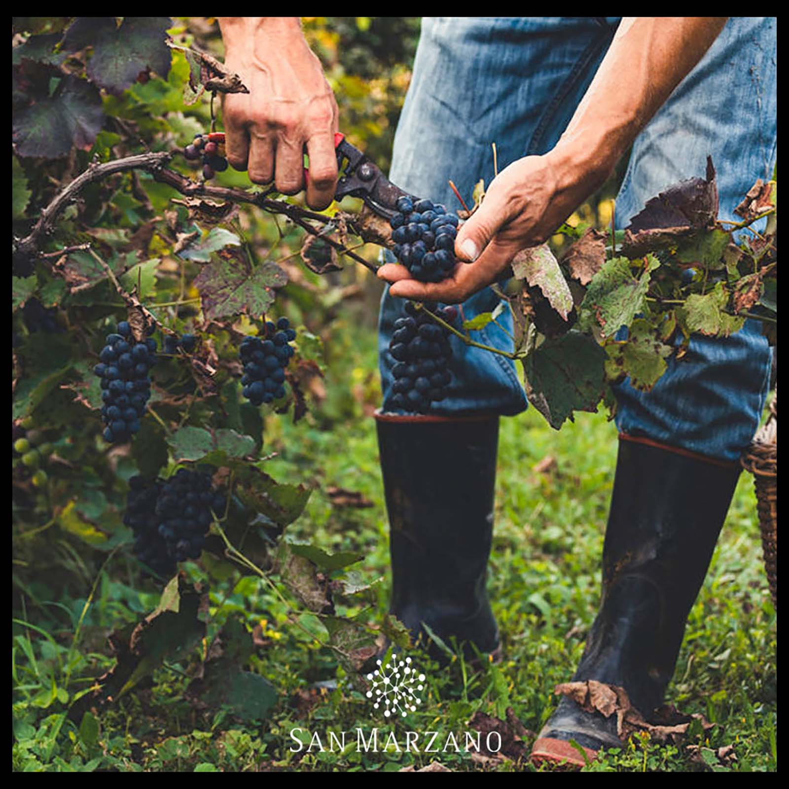 Primitivo di Manduria 2019 Sessantanni
