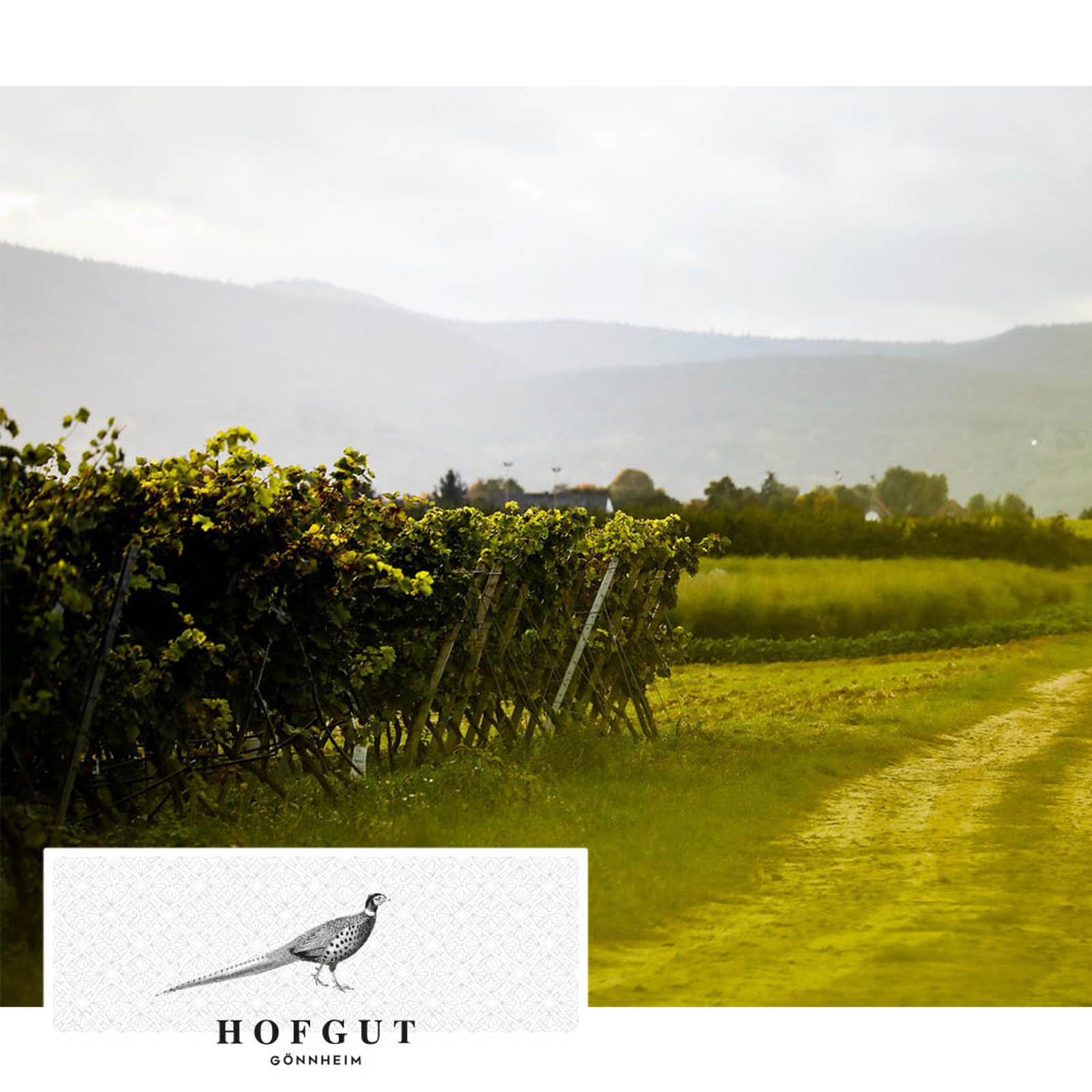 6er-Sparpaket Weißburgunder 2025 Gönnheim Bio