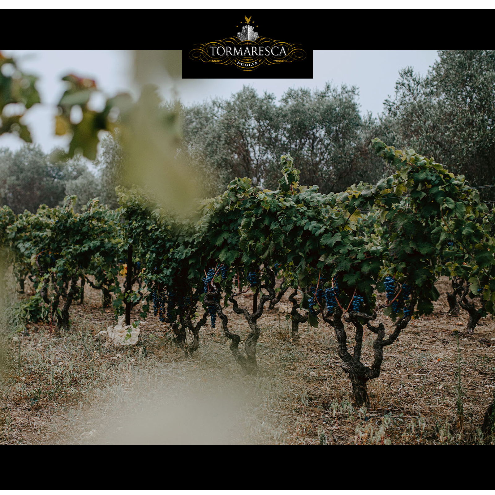 Primitivo Salento 2022 Torcicoda