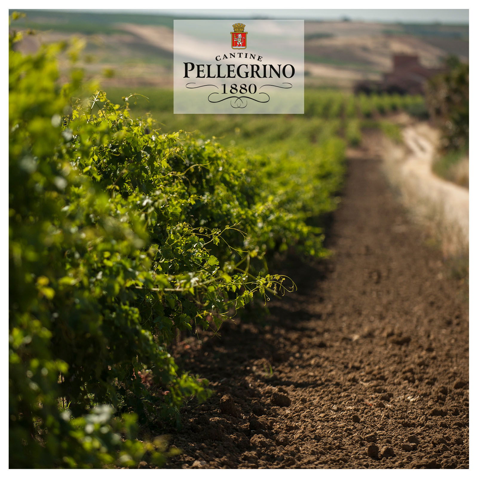 Grillo Sicilia 2025 Il Salinaro