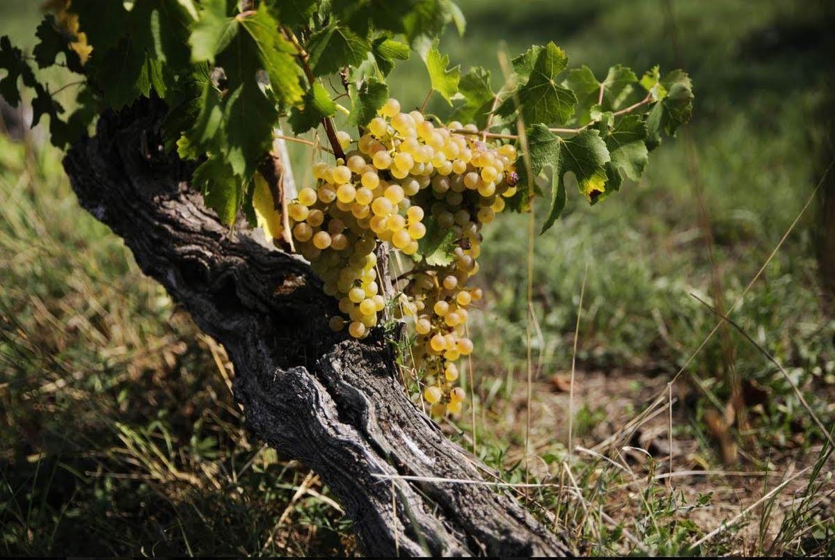Lugana 2024 Le Creete