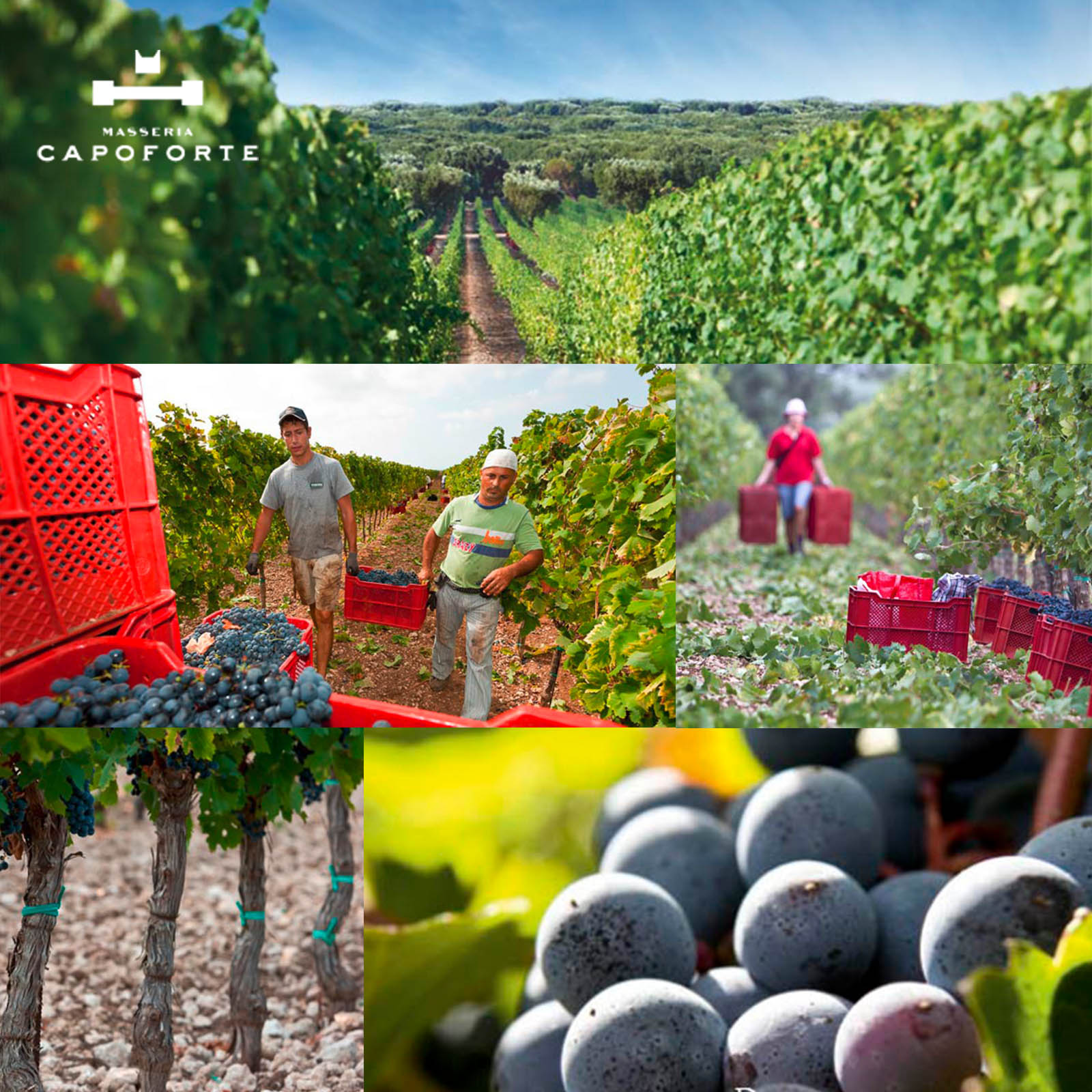 6er-Sparpaket Primitivo Salento 2024