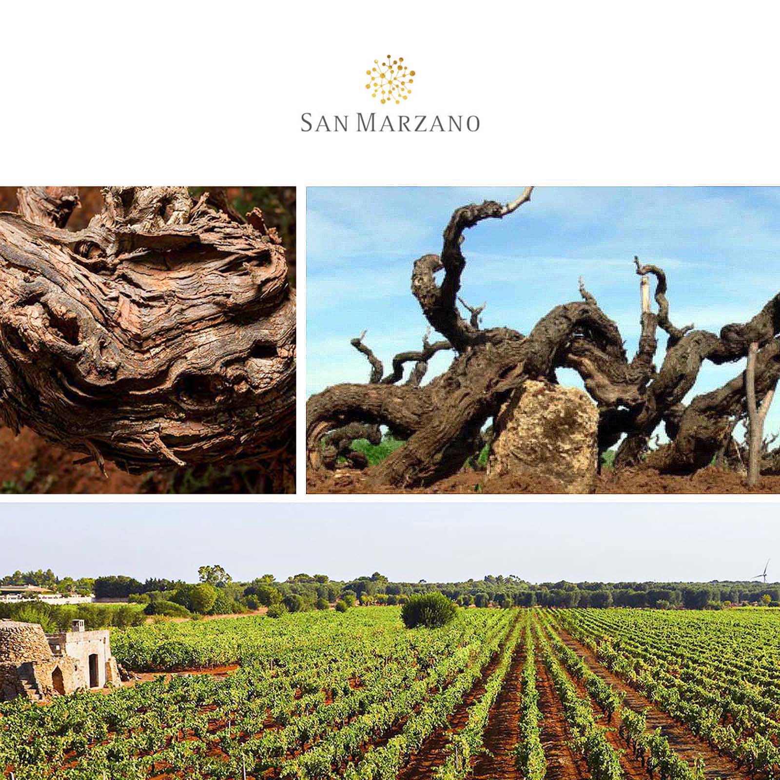 6er-Sparpaket Negroamaro Salento 2021 F