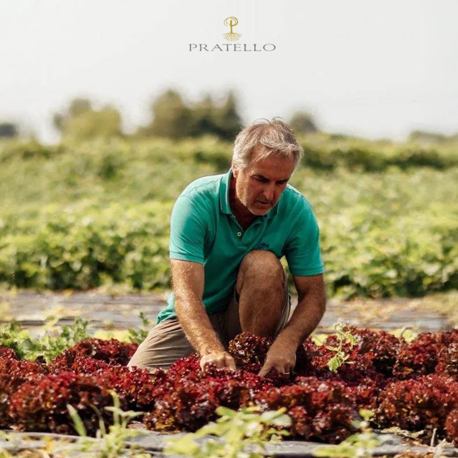 6er-Sparpaket Lugana 2024 Catulliano