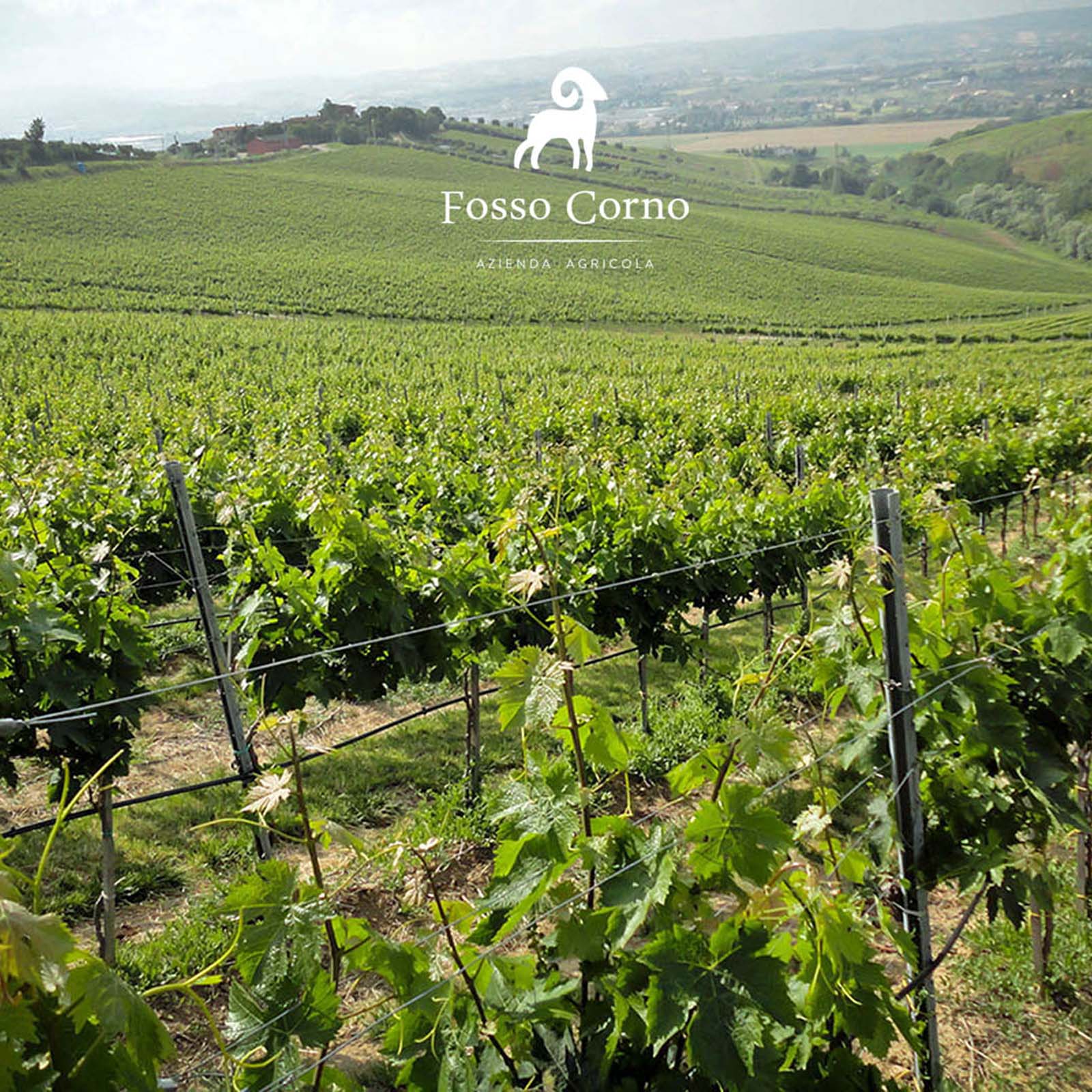 6er-Sparpaket Pecorino Abruzzo 2024 Orsus