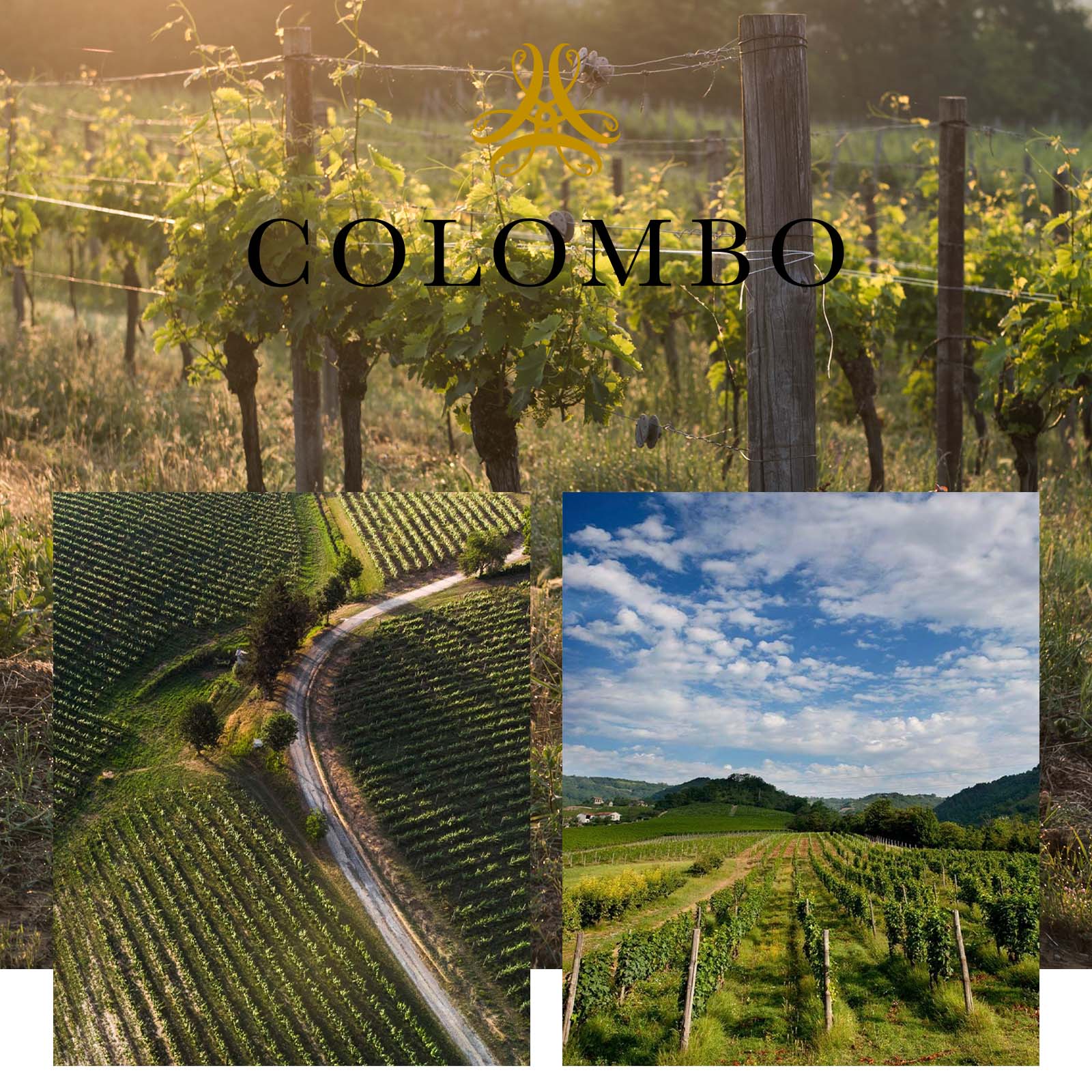 Pinot Nero Piemonte 2021 Maxima