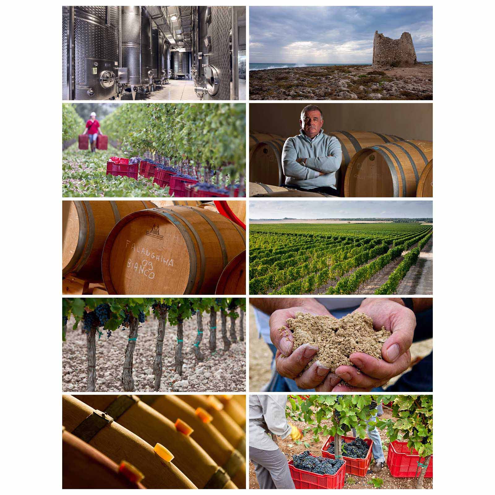 Primitivo Salento 2022