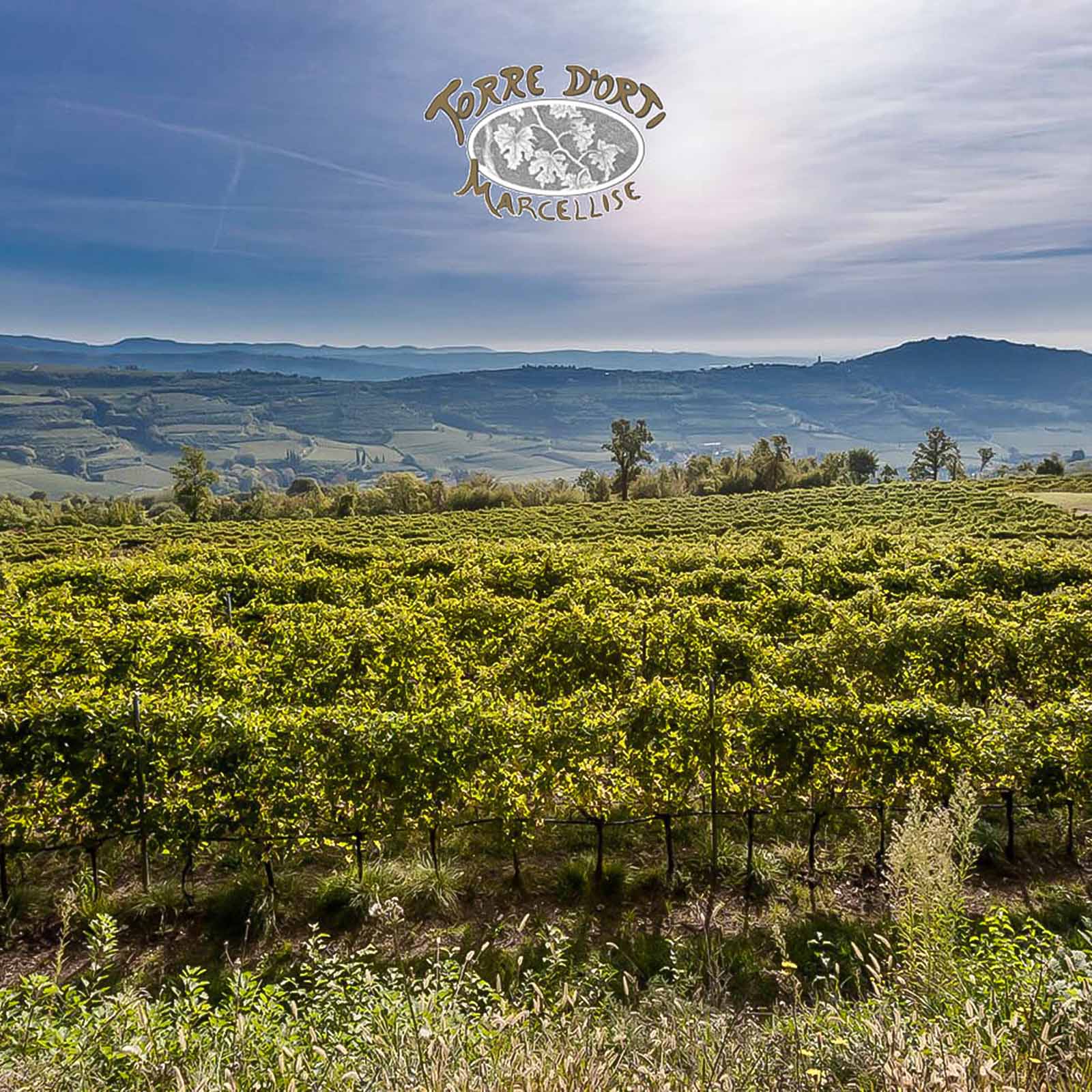 Amarone 2022 Torre d'Orti