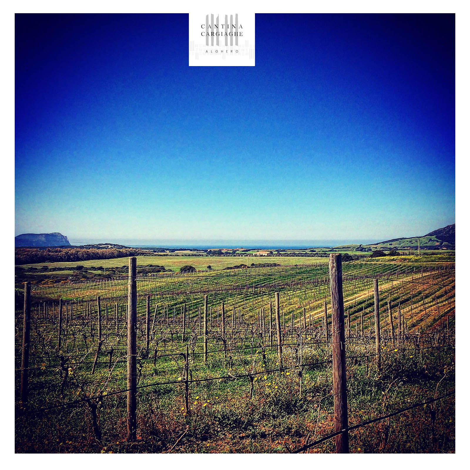 Cagnulari 2021 Cagnulari 2021