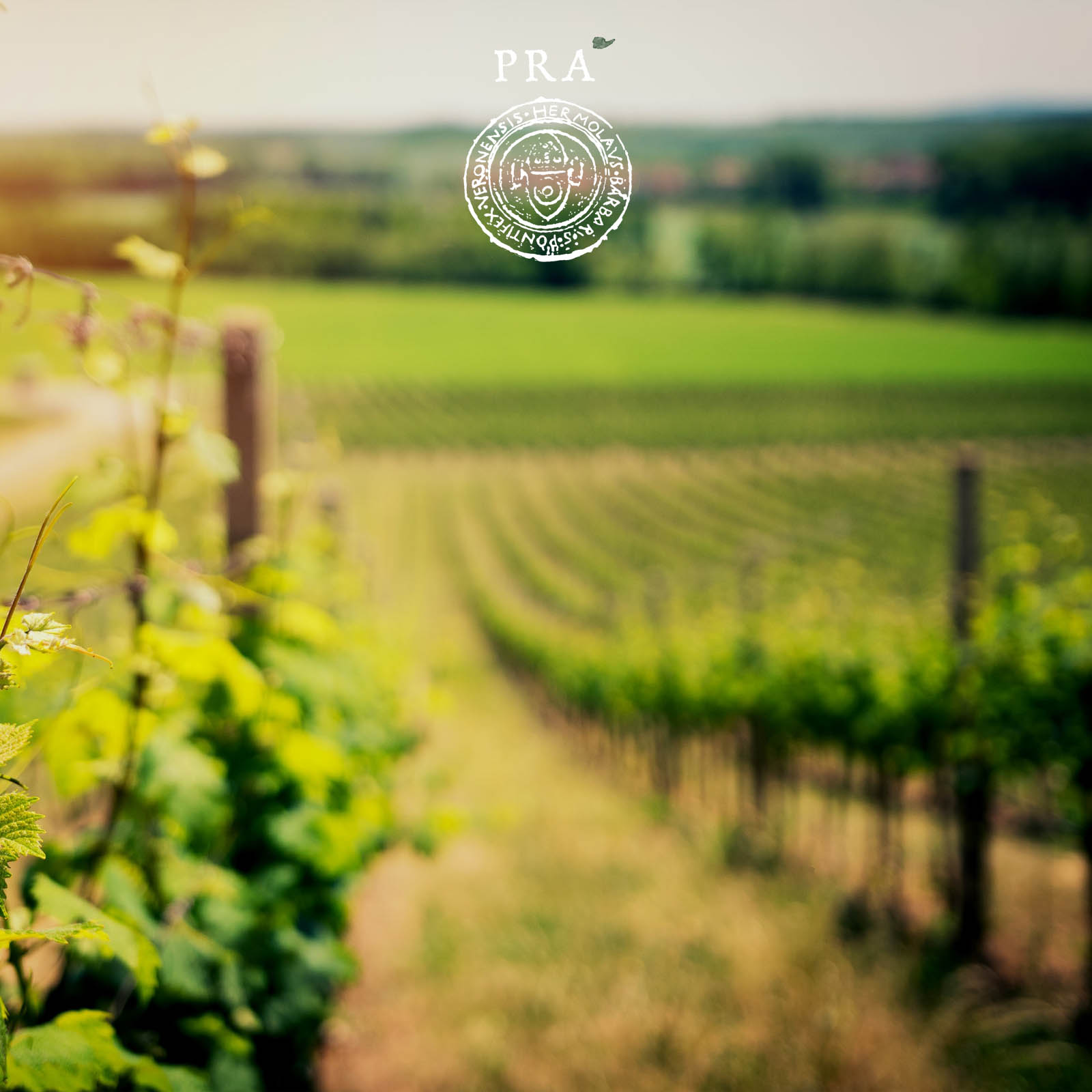 Soave 2025 Otto Bio