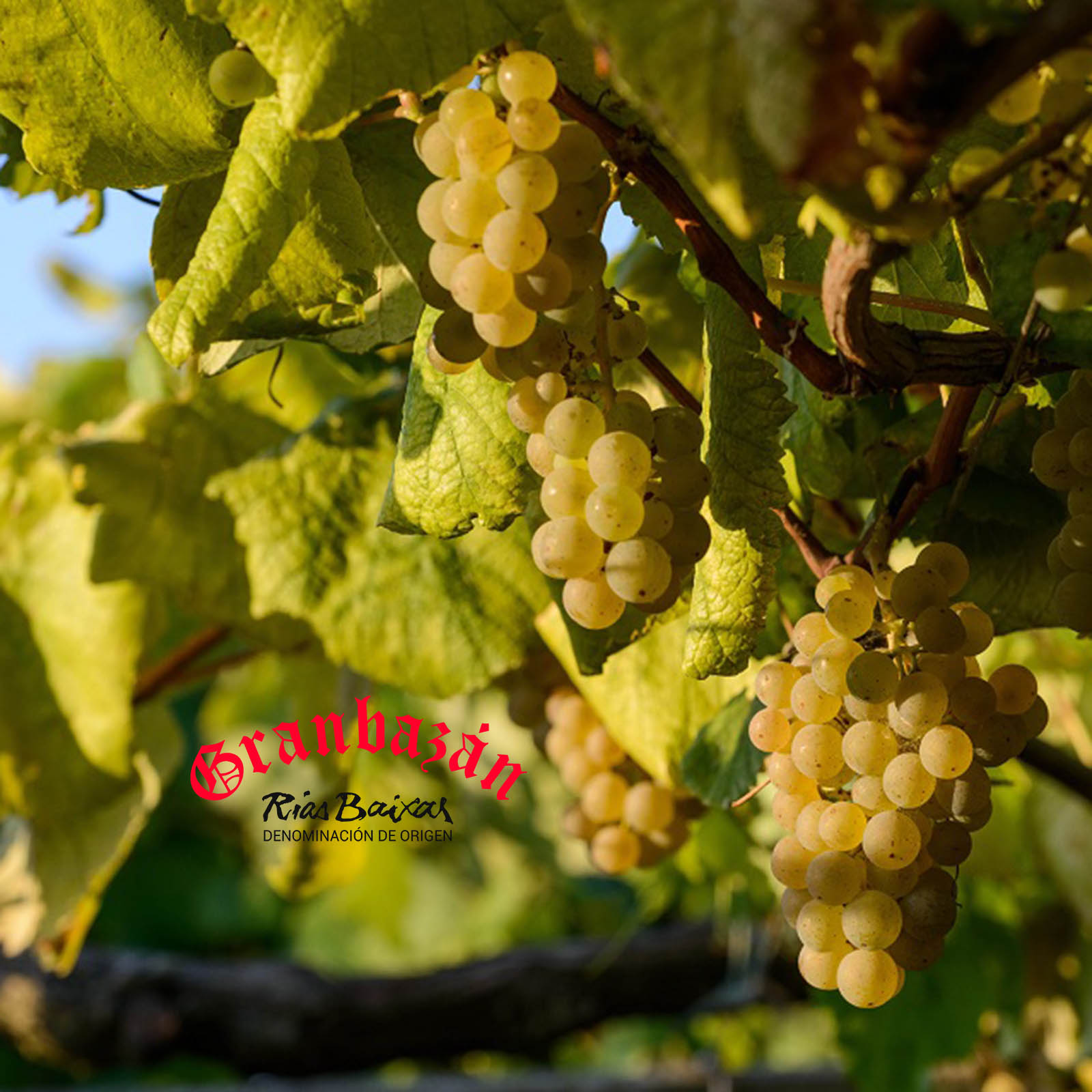 Albariño 2024 Etiqueta Verde