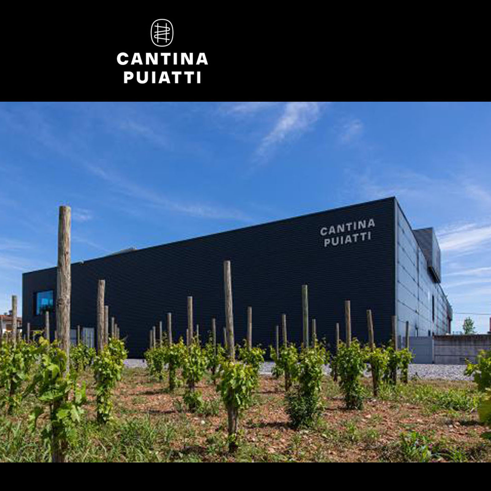 6er-Sparpaket Pinot Grigio 2025