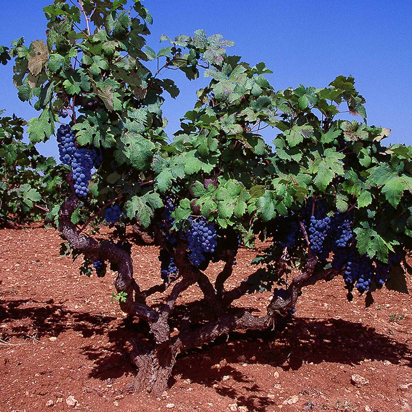 Primitivo di Manduria 2022 di Terra 14,0