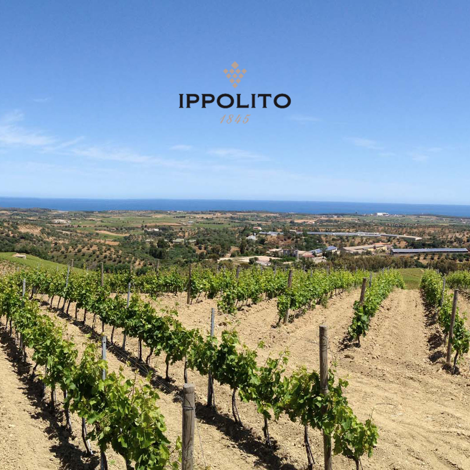 6er-Sparpaket Calabria Rosé 2025 Pescanera