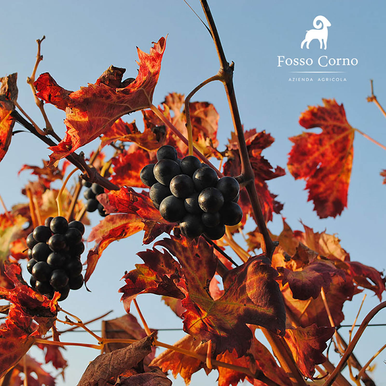 Rosato 2025 Orsus