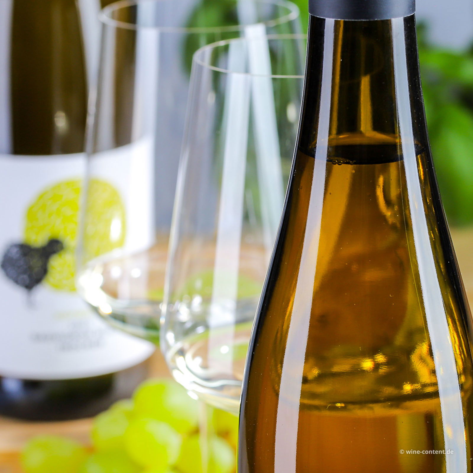 Sauvignon Blanc 2024 Kiwi Bio